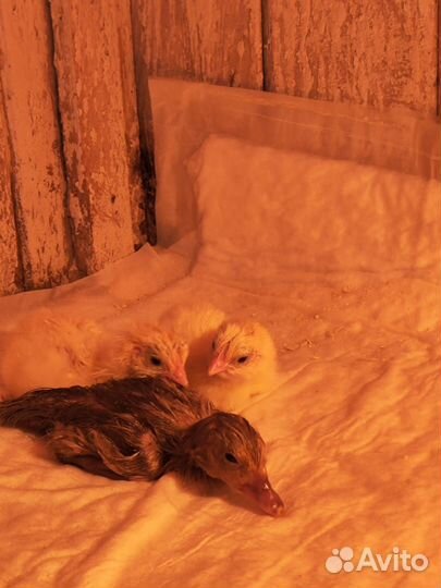 Цыплята бройлеры, индоутята