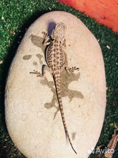 Бородатая агама (малыши) запись/бронь