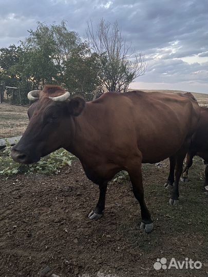 Корова дойная