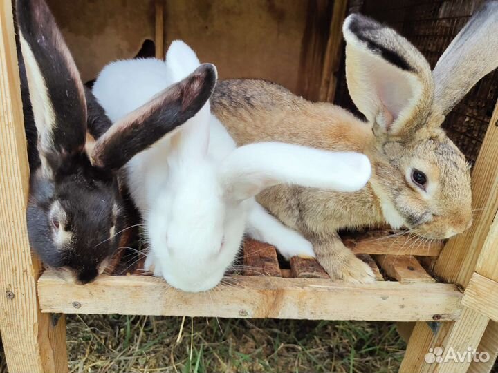 Кролик 4 мес