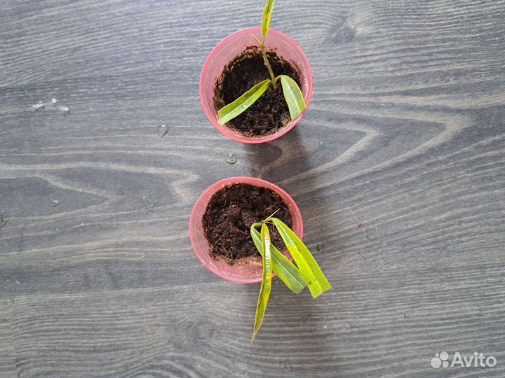 Фикусы бенджамина Де Гантель, Керли, Иренк