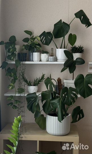 Продаю цветы