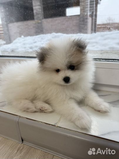 Щенки шпица