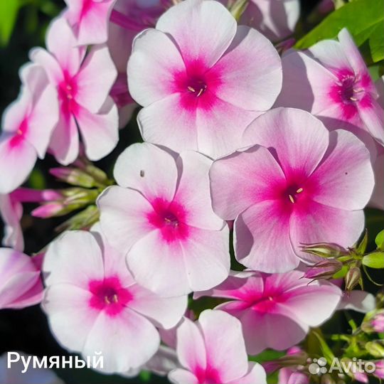 Флокс метельчатый