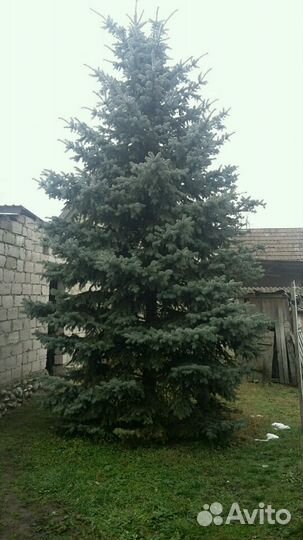 Ель голубая