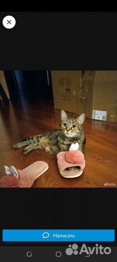 Котенок девочка