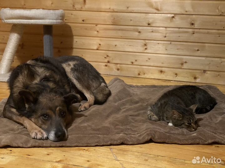 Зоопсихолог кошки