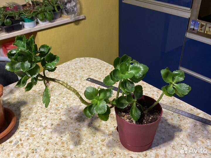 Каланхоэ Блоссвельда