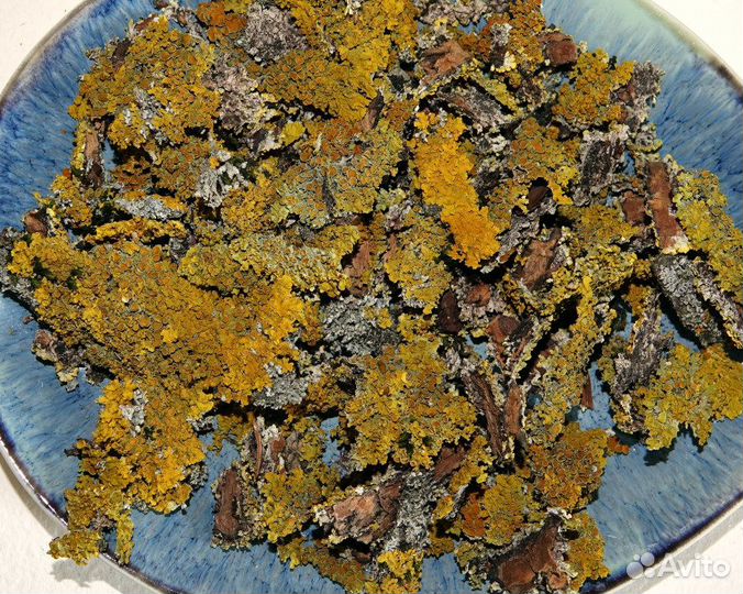 Жёлтый лишайник и листовой опад