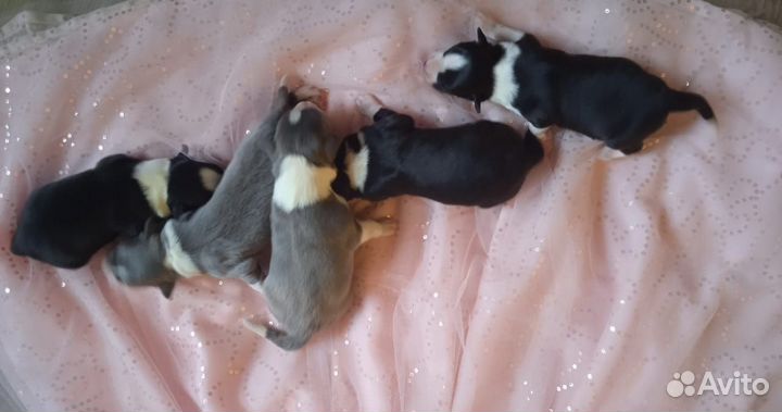 Вязка Бордер колли