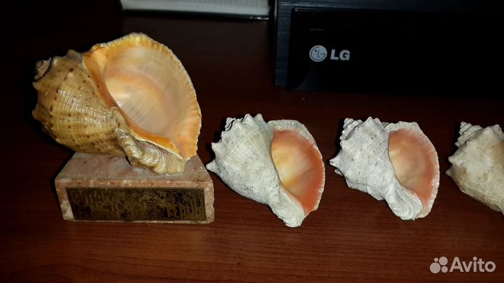 Крымские раковины