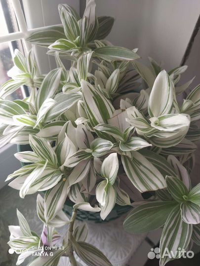 Суккуленты и не только