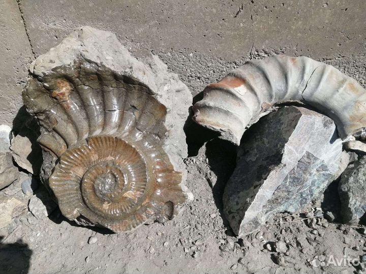 Шары из камня. Септарии. Жеоды. Окаменелости