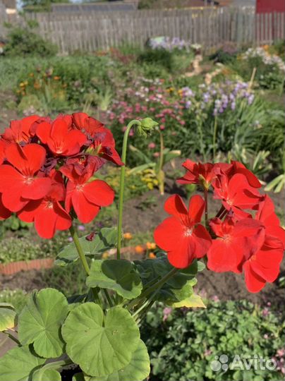 Герань пеларгония