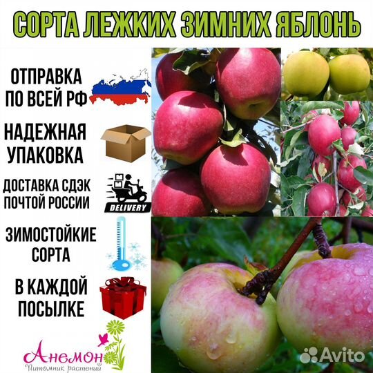Сорта лежких зимних яблок
