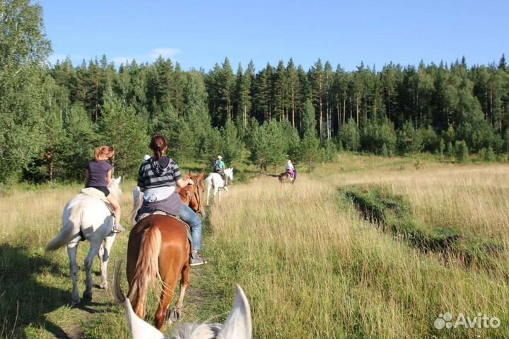 Конные прогулки,Верховая езда, катание на лошадях