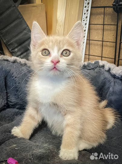 Кошка
