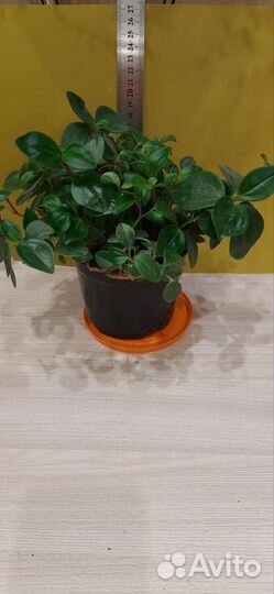 Пеперомия круглолистная