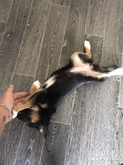 Щенок Девочка