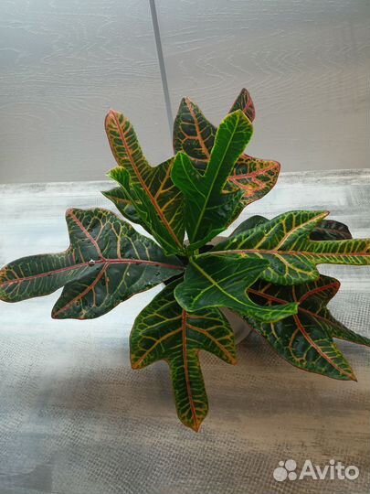 Кодиеум кротон