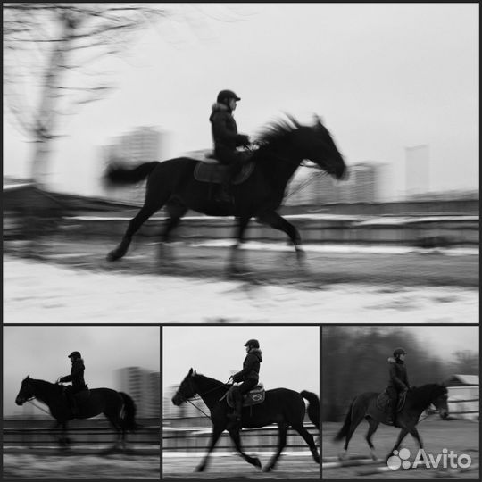 Фотограф анималист