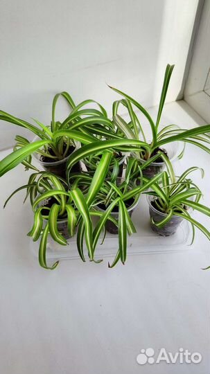 Хлорофитум кудрявый
