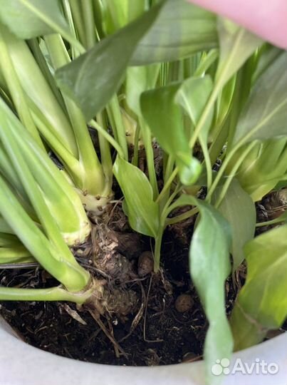 Спатифиллум