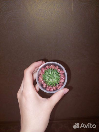 Кактусы и суккуленты