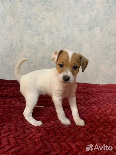 Щенки парсон рассел терьер