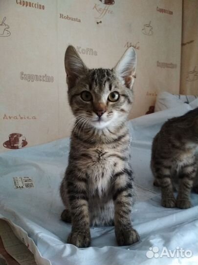 Ласковые котята в дар