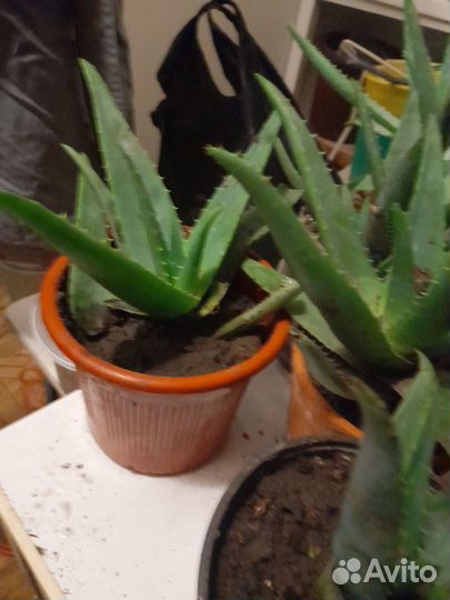 Комнатные растения цветы