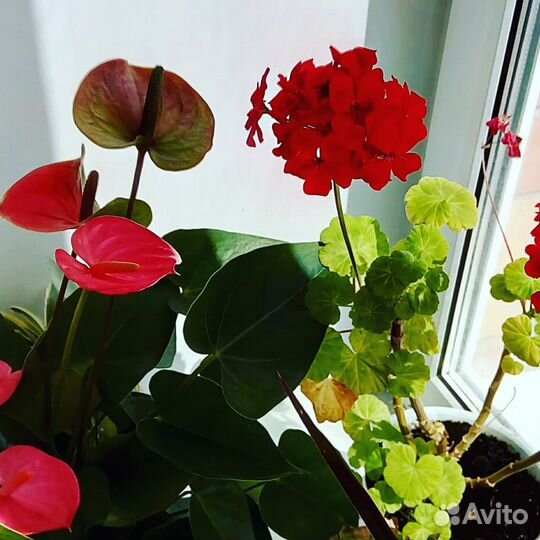 Гарань (пеларгония)