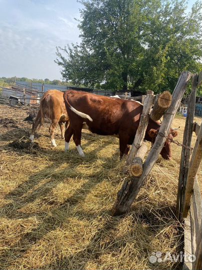 Стельные телки. Коровы