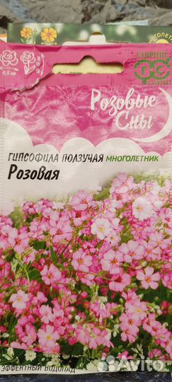 Рассада гипсофилы ползучей(многолетник)