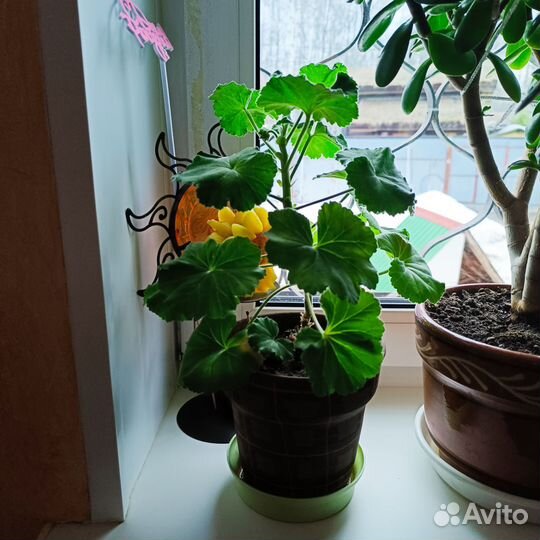 Пеларгония, колеус, катарантус, виола