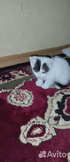 Анатолийская кошка