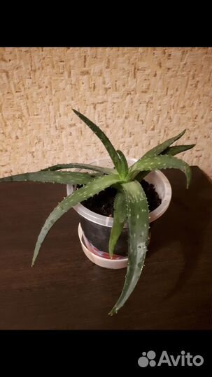 Алоэ лечебный 3-х летний