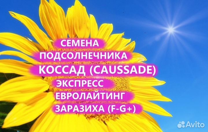 Семена подсолнечника Коссад (Сaussade), Донецк