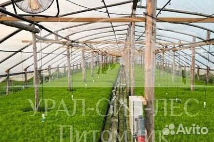 Лиственница Сибирская зкс сеянцы для лесовосстанов