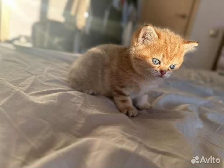 Золотая британская шиншилла ny 12 ny 22 ny 23