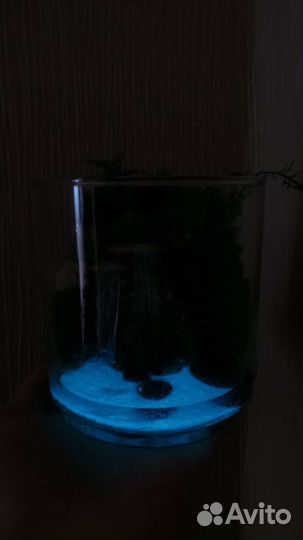 Флорариум с черепахой.Подарок