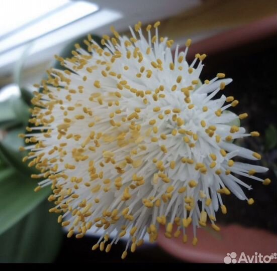 Гемантус белоцветковый (