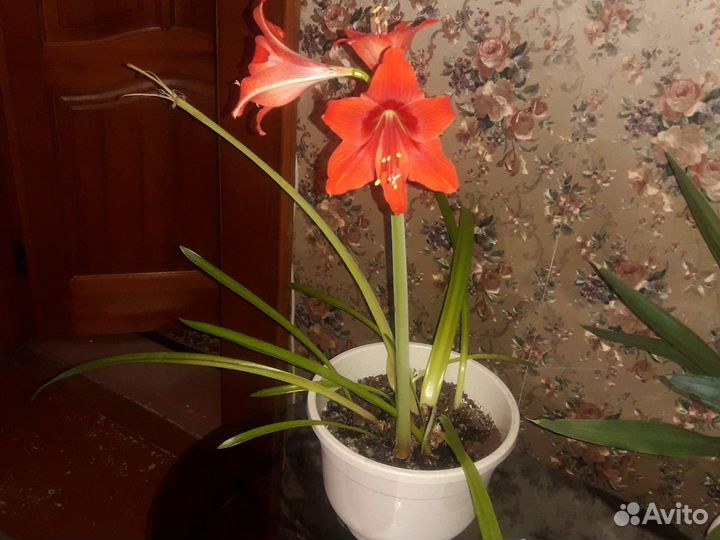 Гиппиаструм