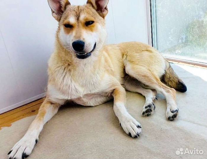 Собаку не могут больше держать