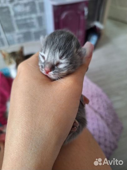 Отдам котят в добрые руки