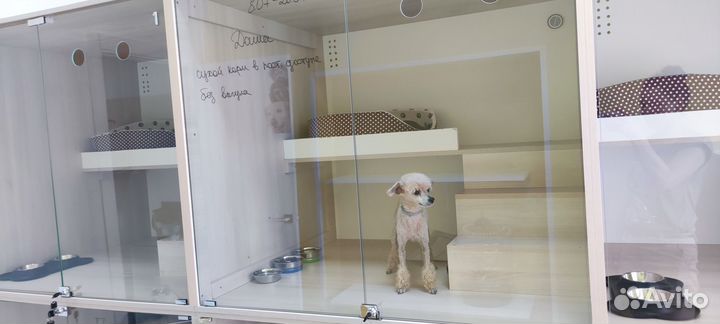 Передержка кошек, небольших собак, грызунов, птиц