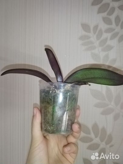 Phal. Stuartiana var. nobilis sub