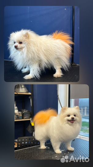 Ищу моделей на стрижку собак