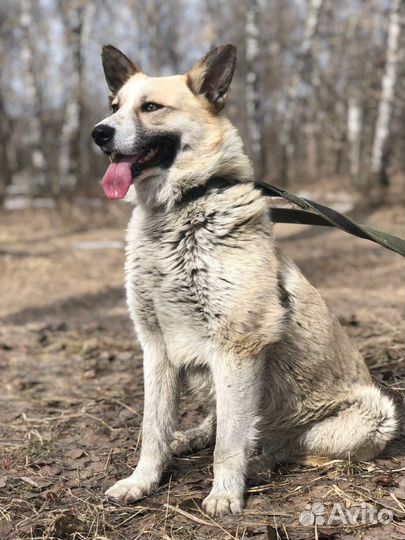 Собака Брошка из приюта в добрые руки