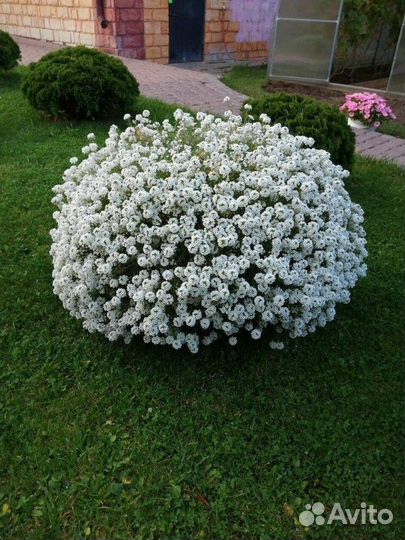 Алиссум Snow Princess /Медовый аромат сада